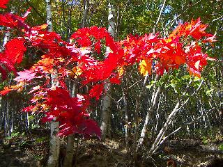 momiji6